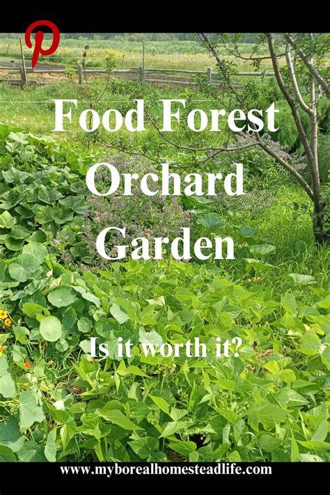 Establishing a Food Forest - Films for the Earth - raincitystudios.com