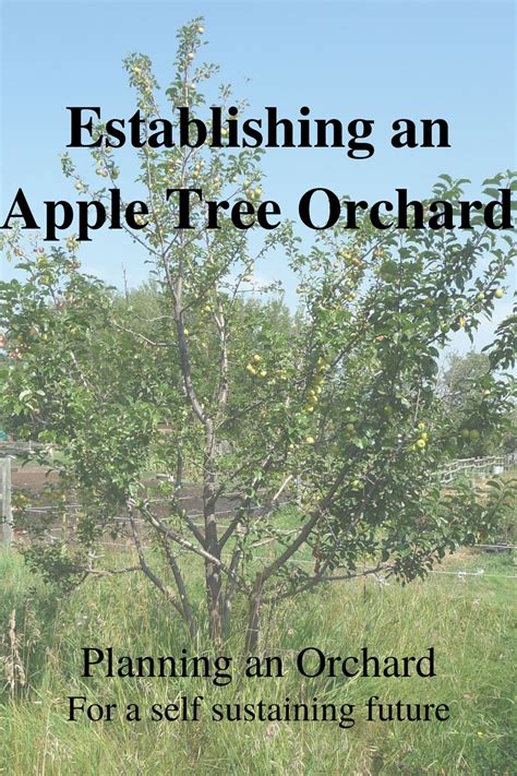 Establishing the Orchard - raincitystudios.com
