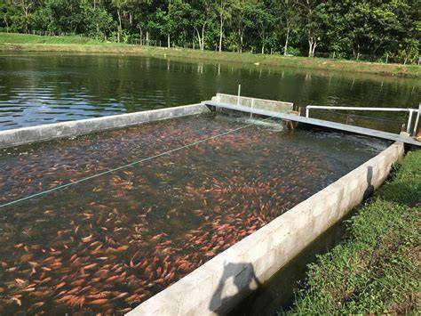 Estanque De Mojarra Tilapia Stock Photos And Images - 123RF - raincitystudios.com