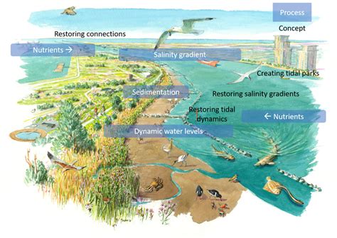 Estuarine, coastal and marine ecosystem restoration: … - raincitystudios.com