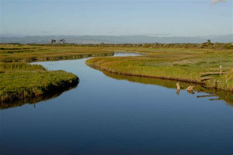 Estuary | Coastal Features, Marine Life & Conservation … - raincitystudios.com