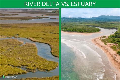 Estuary - muktibox.com