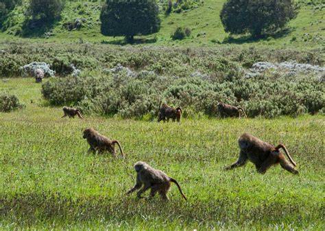 Ethiopian montane grasslands and woodlands - raincitystudios.com