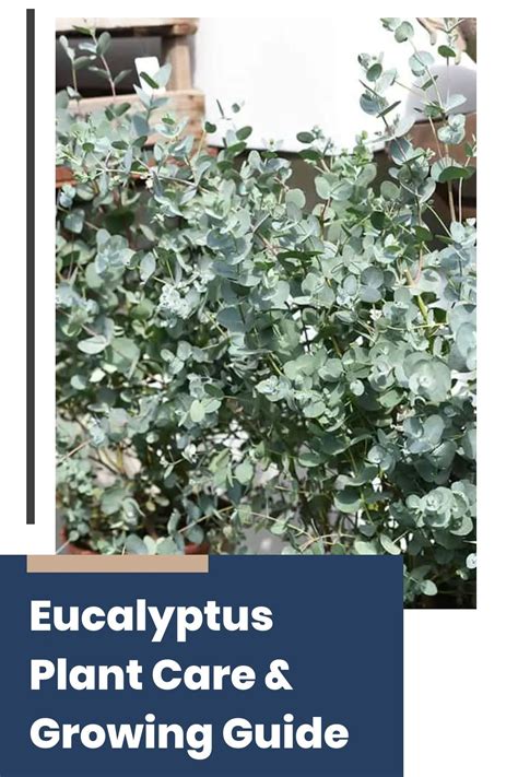 Eucalyptus care and growing guide - Homes & Gardens - raincitystudios.com