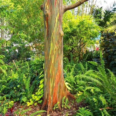 Eucalyptus deglupta - The 'Rainbow Eucalyptus ... - Nurseries Online - raincitystudios.com