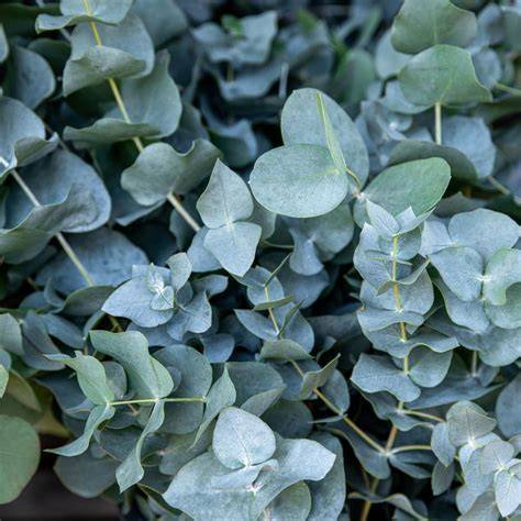 Eucalyptus Plants for Sale - Buying & Growing … - raincitystudios.com