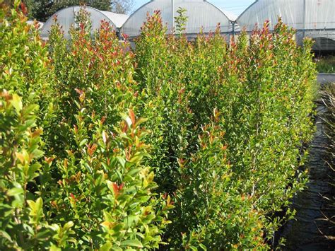 Eugenia myrtifolia (Syzygium) - Boething Treeland Farms - raincitystudios.com