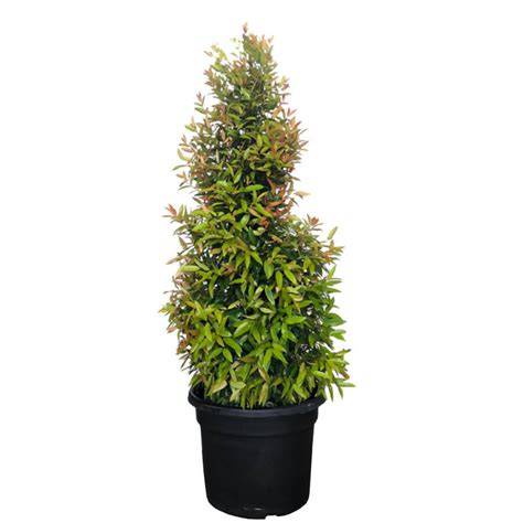 EUGENIA SYZYGIUM MYRTIFOLIUM - Singapore's #1 … - raincitystudios.com