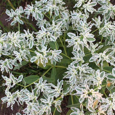 Euphorbia marginata - raincitystudios.com