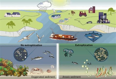 Eutrophication in coastal environments - MarineSpecies Traits Wiki - wintechmobiles.com