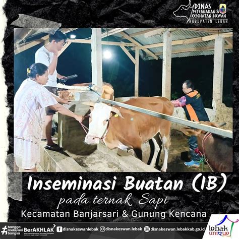 EVALUASI PROGRAM INSEMINASI BUATAN (IB) PADA SAPI DI … - muktibox.com