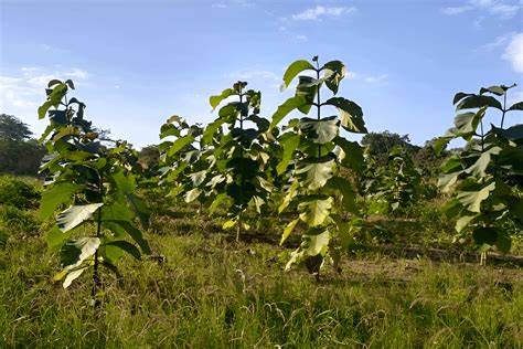 Evaluating Teak and Timber Investment Opportunities - raincitystudios.com