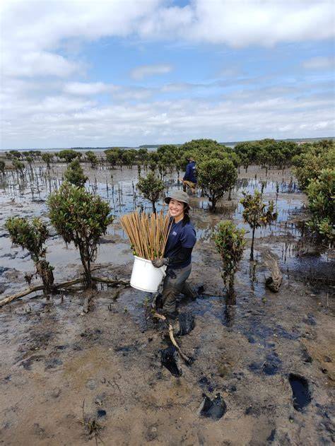 Evaluating the effectiveness of Mangrove rehabilitation: A novel ... - raincitystudios.com