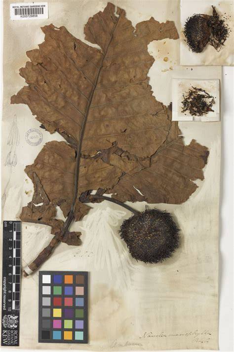 Evaluation of antifungal activity of neolamarckia macrophylla leaf ... - raincitystudios.com