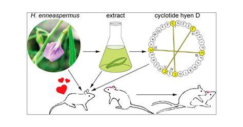 Evaluation of the in Vivo Aphrodisiac Activity of a Cyclotide Extract ... - raincitystudios.com