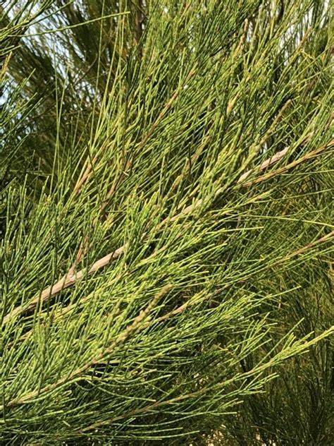 Evaluation of the stand quality of Casuarina equisetifolia in coastal - raincitystudios.com