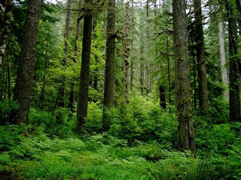 Evergreen Broad-Leaved Forests | Springer Nature Link - raincitystudios.com