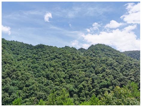 Evergreen Broad-Leaved Forests - Springer - raincitystudios.com