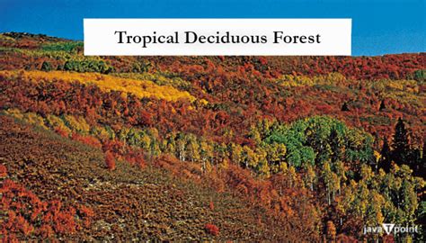 Evergreen Forest And Deciduous Forest - muktibox.com