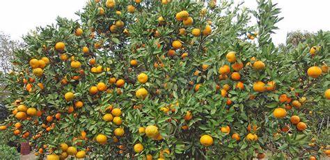 Evergreen Fruit Trees - Garden Guides - raincitystudios.com