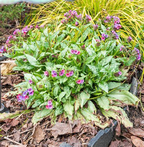Evergreen Ground Cover Plants For Shade - raincitystudios.com