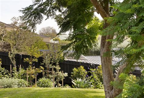 Evergreen Shade and Canopy Trees - Egardens - raincitystudios.com