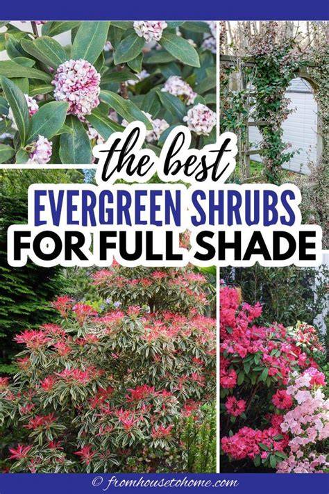 Evergreen Shrubs For Shade | Top 17 Choices - PlantingTree - raincitystudios.com