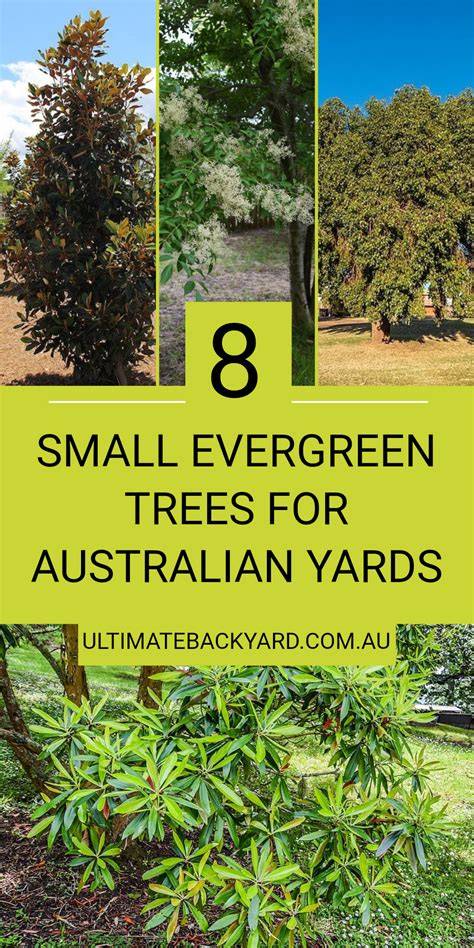 Evergreen Trees for Australian Gardens - Nurseries … - raincitystudios.com