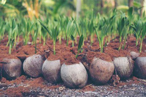 Everything About Coconut Farming in the Philippines: Varieties, Crop ... - raincitystudios.com