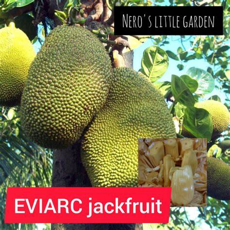 EVIARC Sweet Jackfruit Success Story | PDF | Pruning … - raincitystudios.com