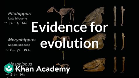 Evidence for human evolution - Evolution - Edexcel - wintechmobiles.com