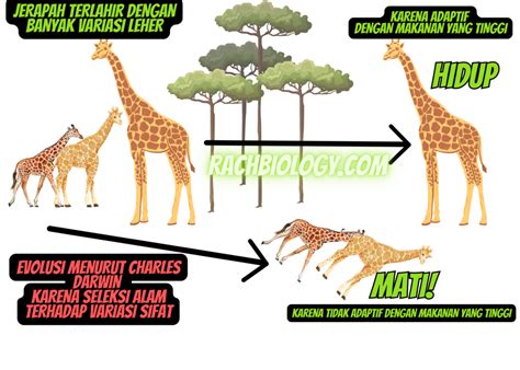 EVOLUSI | Baamboozle - Baamboozle | The Most Fun Classroom … - muktibox.com