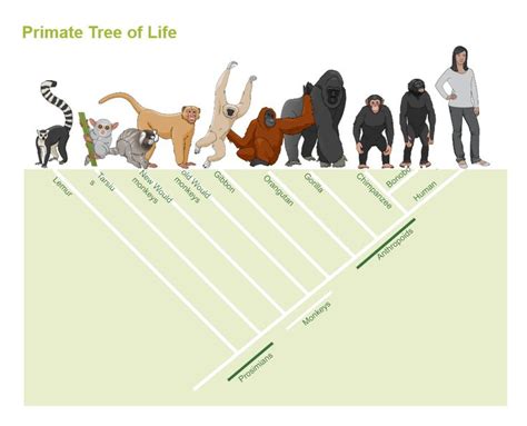 Evolution of Primate Multilevel Social Systems: Proboscis Monkey ... - muktibox.com