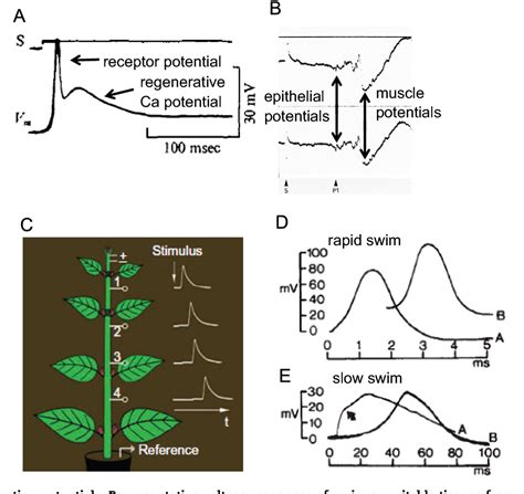 Evolution of rapid nerve conduction - ScienceDirect - muktibox.com