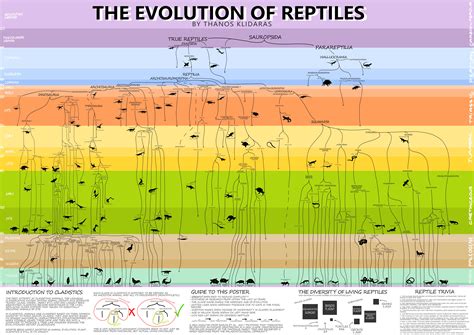 Evolution of reptiles - muktibox.com