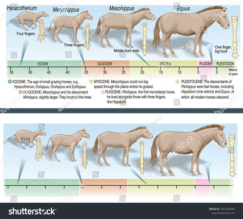 Evolution of the Horse - Paleontology World - muktibox.com