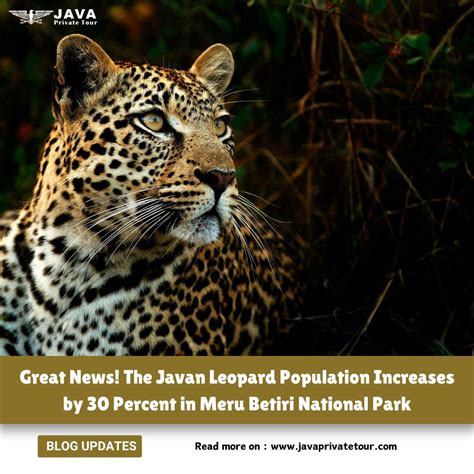Evolution of the Javan leopard - ScienceDaily - raincitystudios.com