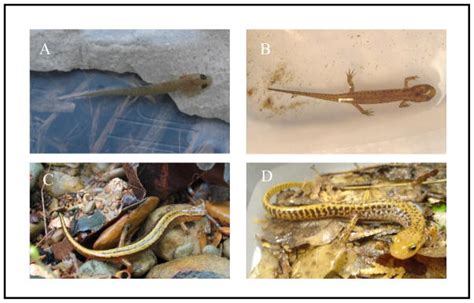 Evolving possibilities: postembryonic axial elongation in salamanders ... - muktibox.com