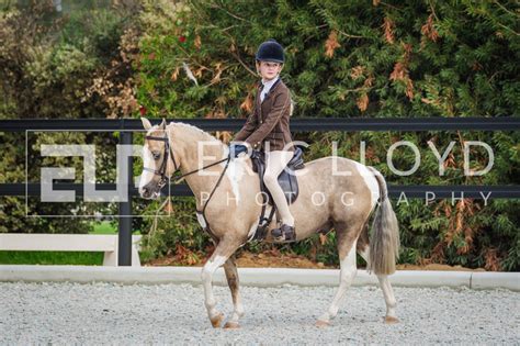 EWA SHOW HORSE - Cavalletti