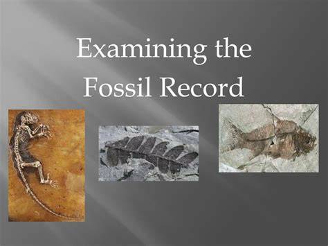 Examining the Fossil Record - Biology LibreTexts - raincitystudios.com