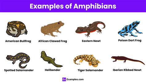 Example Of An Amphibian - muktibox.com