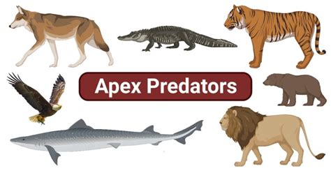 Examples of Apex Predators and Their Ecological Impact - muktibox.com