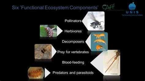 Examples of Invertebrates and Their Ecosystem Roles - raincitystudios.com