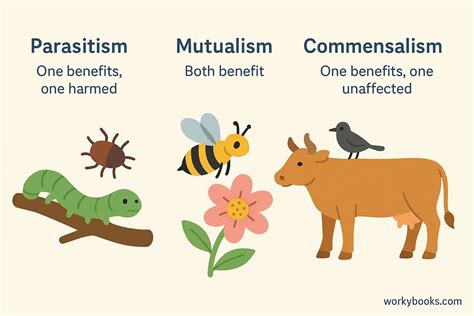 Examples of Mutualism, Commensalism, and … - muktibox.com