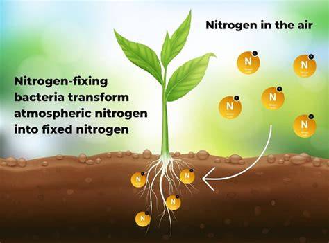 Excellent Nitrogen-Fixing Plants - Fine Gardening - raincitystudios.com