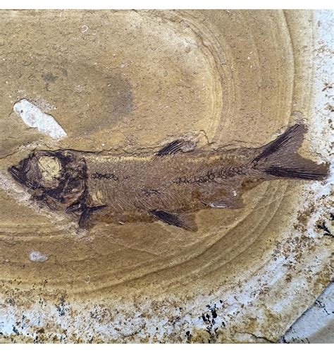 Exceptional new fish fossil sparks rethink of how … - muktibox.com