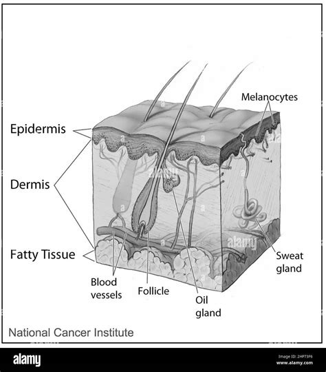 exfoliated epidermis, sweat and oil - IMPERIUM … - wintechmobiles.com