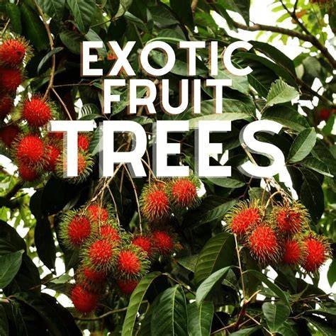 Exotic Fruit Trees - Adam Tropics - raincitystudios.com