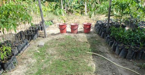 Experimental Farming: Propagating & Planting Soursop, Annona Muricata - raincitystudios.com