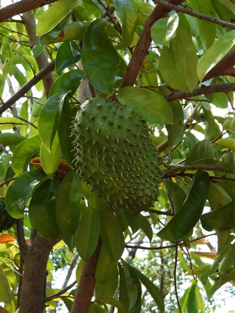 Experimental Farming: Soursop, Annona Muricata - raincitystudios.com